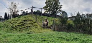 Schafe auf grüner Wiese