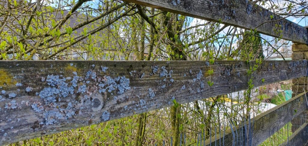 Gartenzaun Douglasie nach zig Jahren Unsere Hausfassade haben wir 2007 mit einer besonderen Kombination aus Klinker und Douglasienholz gestaltet. Für die Ecken des Hauses haben wir uns für Abbruchklinker entschieden, die dem Gebäude eine robuste und zeitlose Optik verleihen. Das zweischalige Mauerwerk mit zementgrauer Verfugung verleiht dem Ganzen eine solide Basis. Zwischen dem 24er T-Planstein und den Klinkern haben wir eine 2-3 cm Luftschicht und 12 cm Isover Kerndämmung verbaut. Rückblickend würde man heute wahrscheinlich eine dickere Dämmschicht verwenden, aber 2007 war das die empfohlene Stärke.